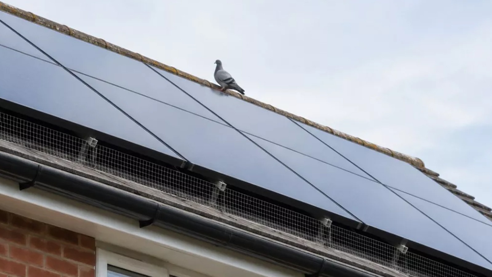 Bird Proofing
